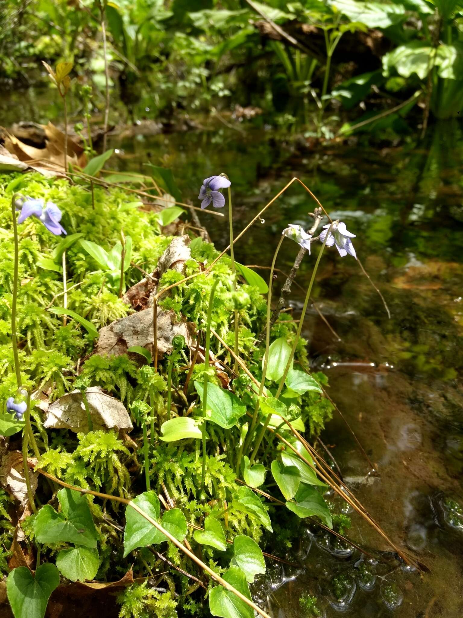 Слика од Viola cucullata Ait.