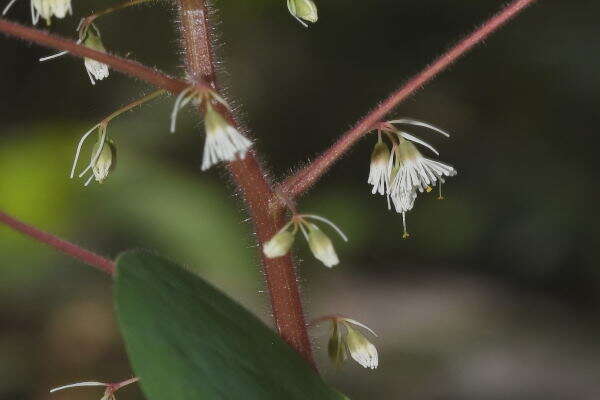 صورة Euphorbia eglandulosa V. W. Steinm.