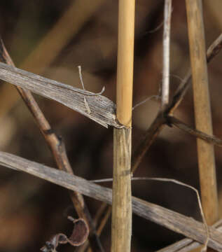 Image of River-Bank Wild Rye