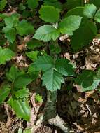 Imagem de Toxicodendron pubescens Mill.