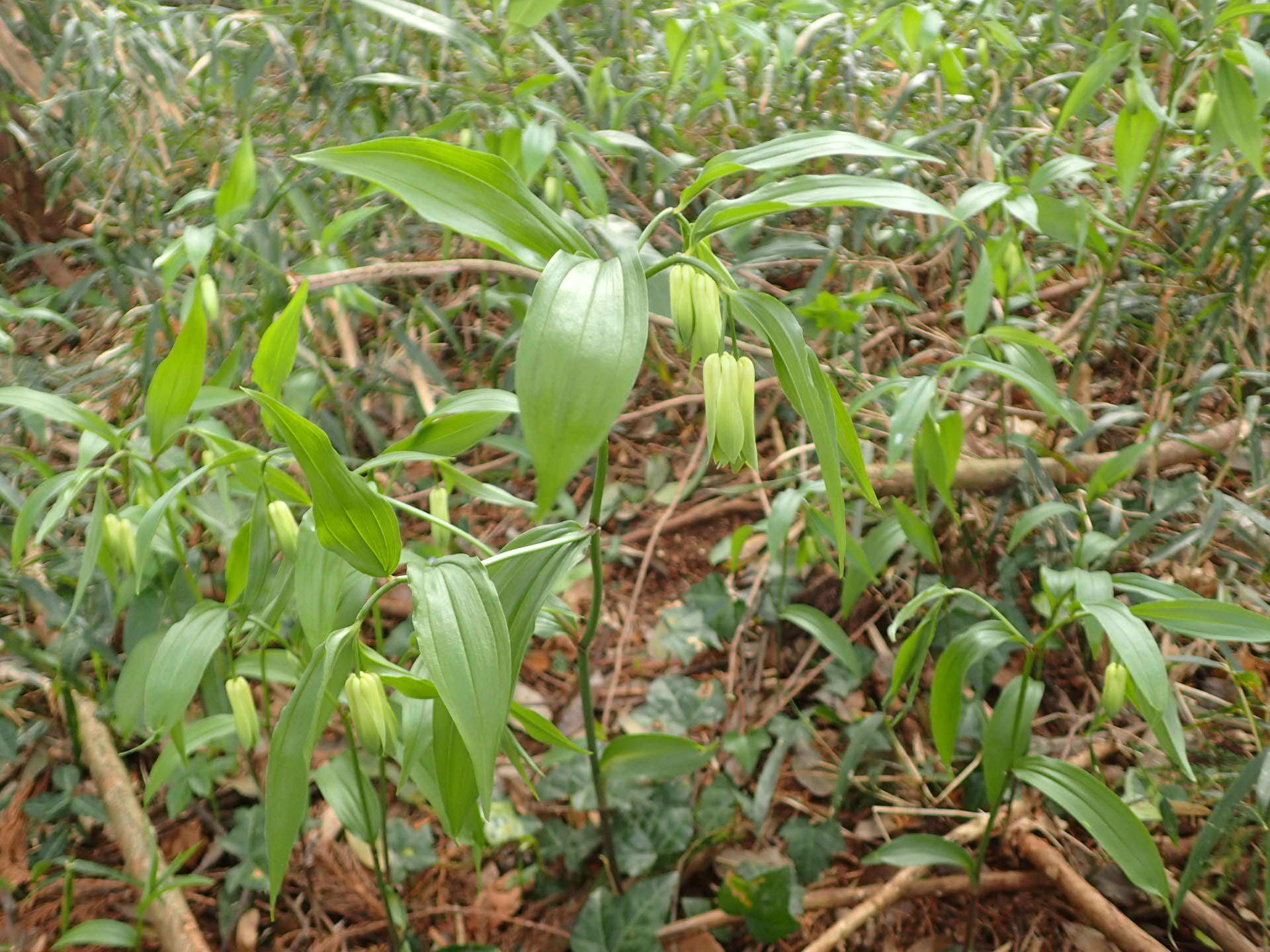 Image of Disporum sessile D. Don ex Schult. & Schult. fil.