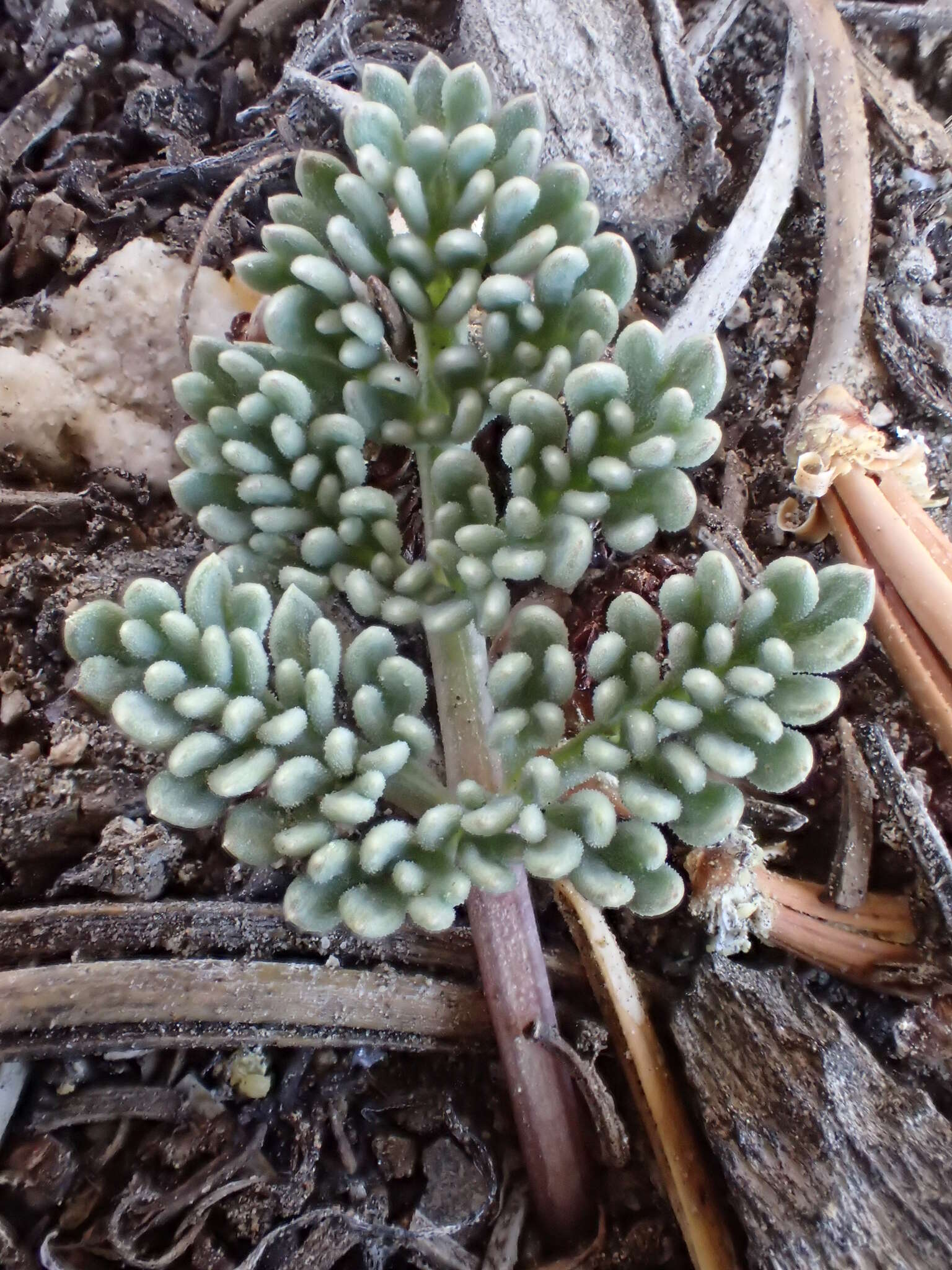 Image of gray springparsley