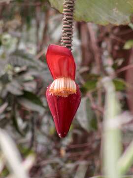 Image of Musa acuminata subsp. malaccensis (Ridl.) N. W. Simmonds