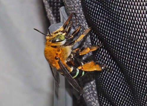 Image of Australian Banded-Digger