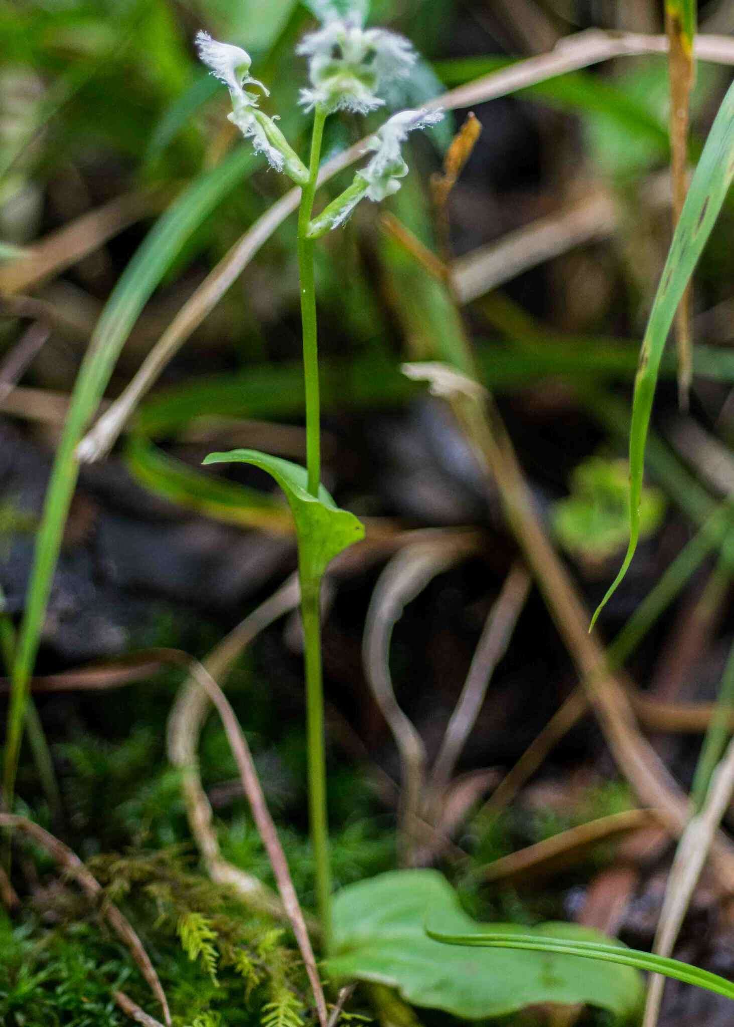 Image of Huttonaea oreophila Schltr.