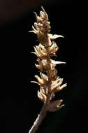 Image of Plantago subulata L.