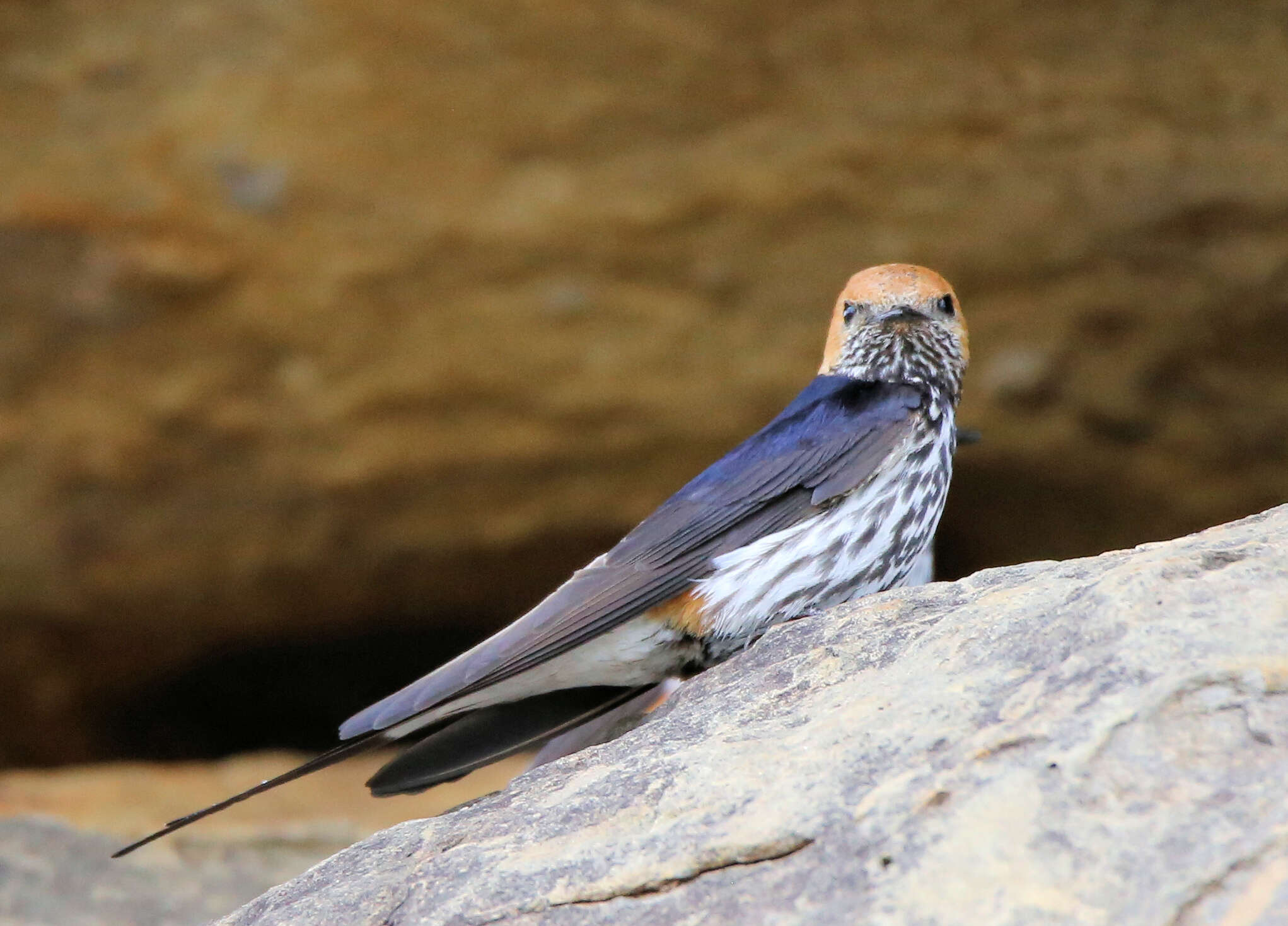 Image of Lesser Striped Swallow