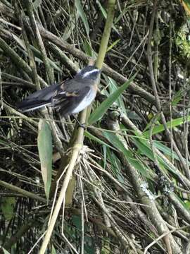 Image of Rufous-breasted Chat-Tyrant