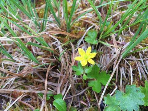 Image of Yellow Thimbleweed