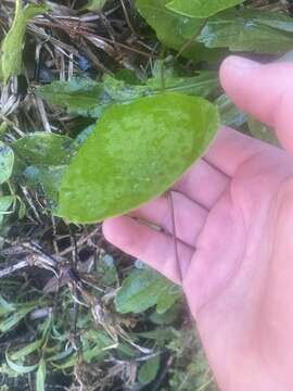 Image of Sarcopetalum harveyanum F. Müll.