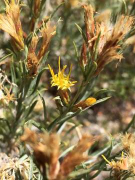 Слика од Ericameria parryi (A. Gray) G. L. Nesom & G. I. Baird