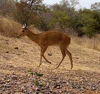 Image of Bohor Reedbuck