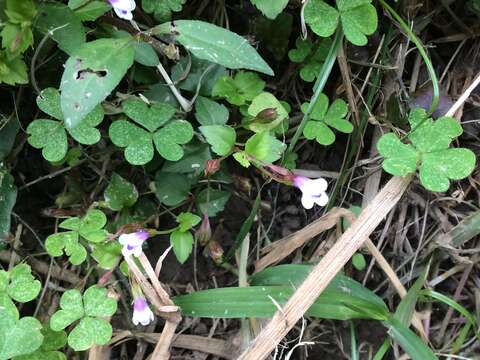 Imagem de Torenia crustacea (L.) Cham. & Schltdl.