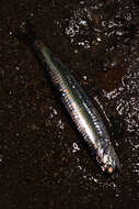 Image of Japanese anchovy