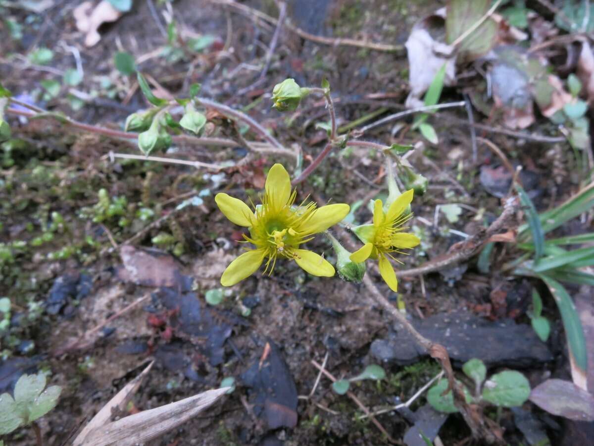 Image of Appalachian barren strawberry