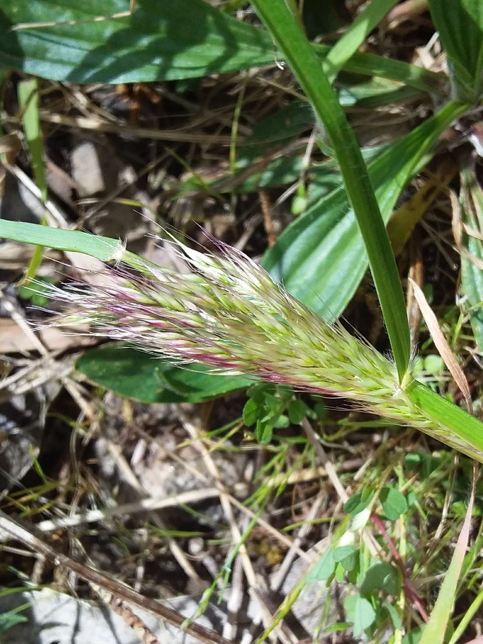 Image of Cape ricegrass