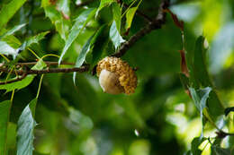 Слика од Quercus skinneri Benth.