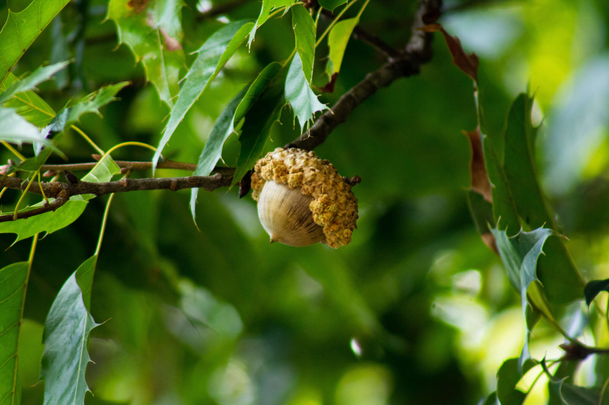 Слика од Quercus skinneri Benth.