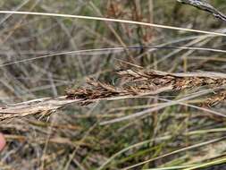 Image of Gahnia filum (Labill.) F. Muell.