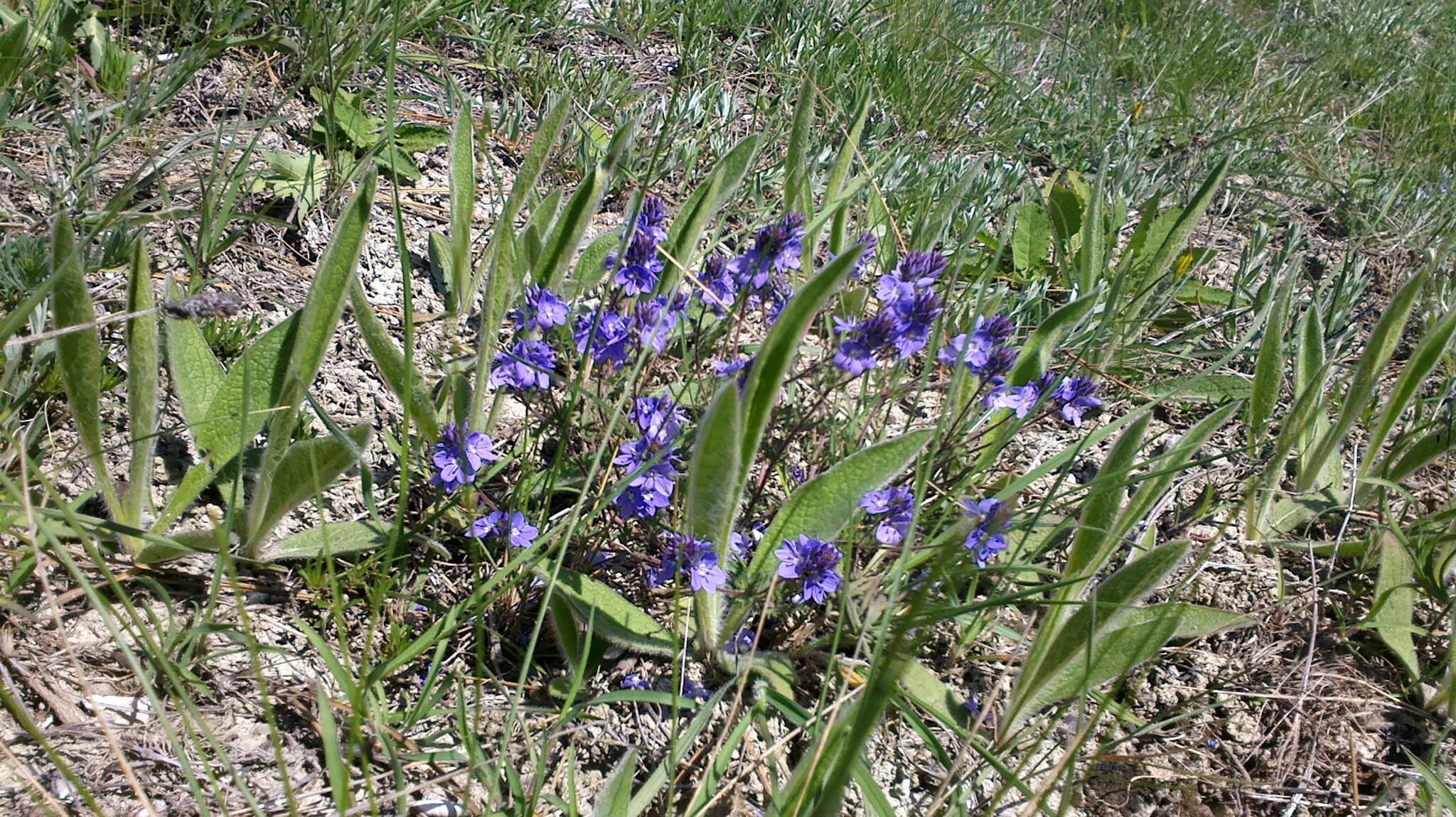 Image of Veronica capsellicarpa Dubovik