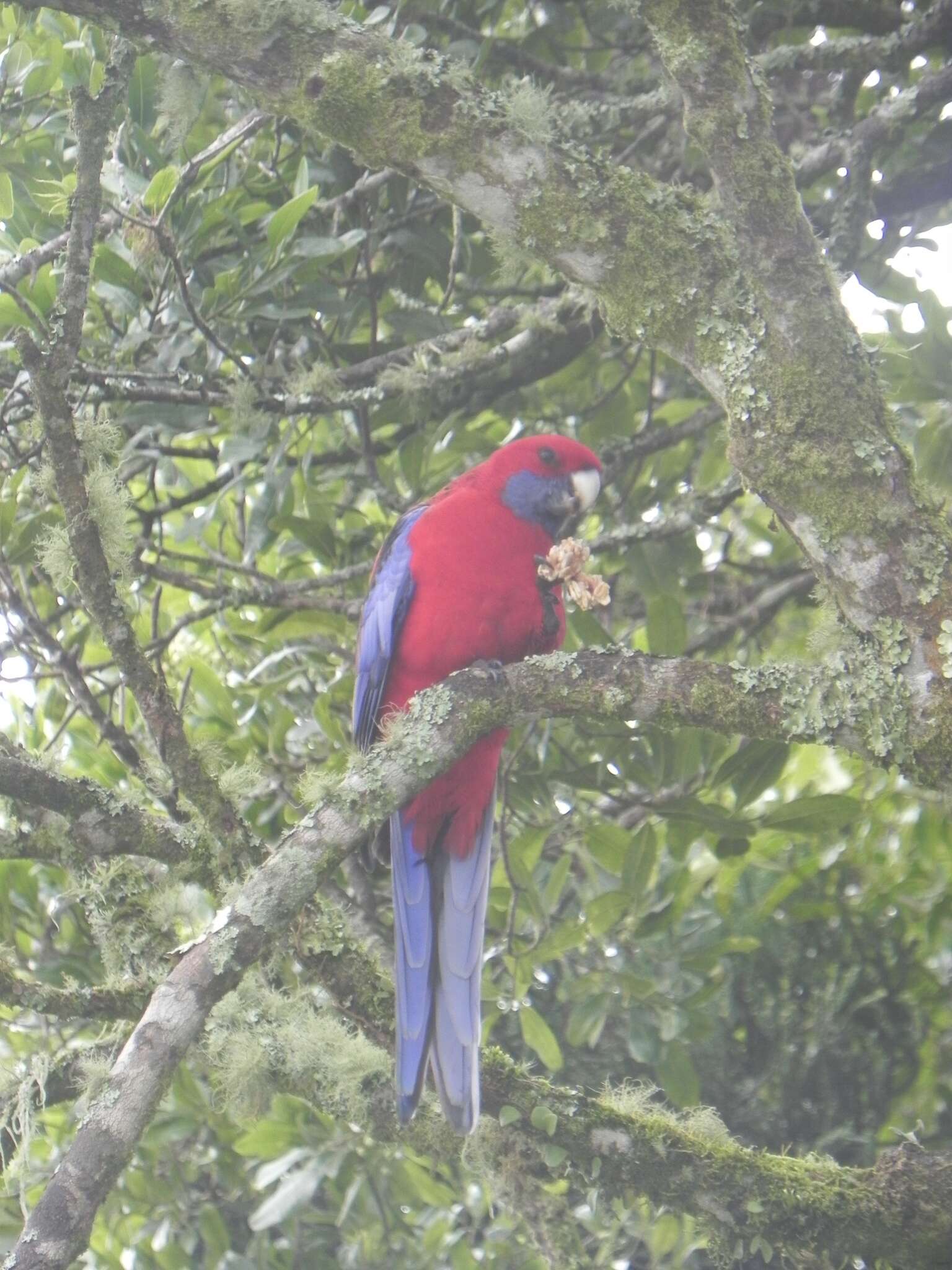 Image of Crimson Rosella