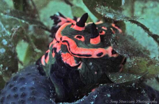 Image of Nembrotha rosannulata Pola, Cervera & Gosliner 2008