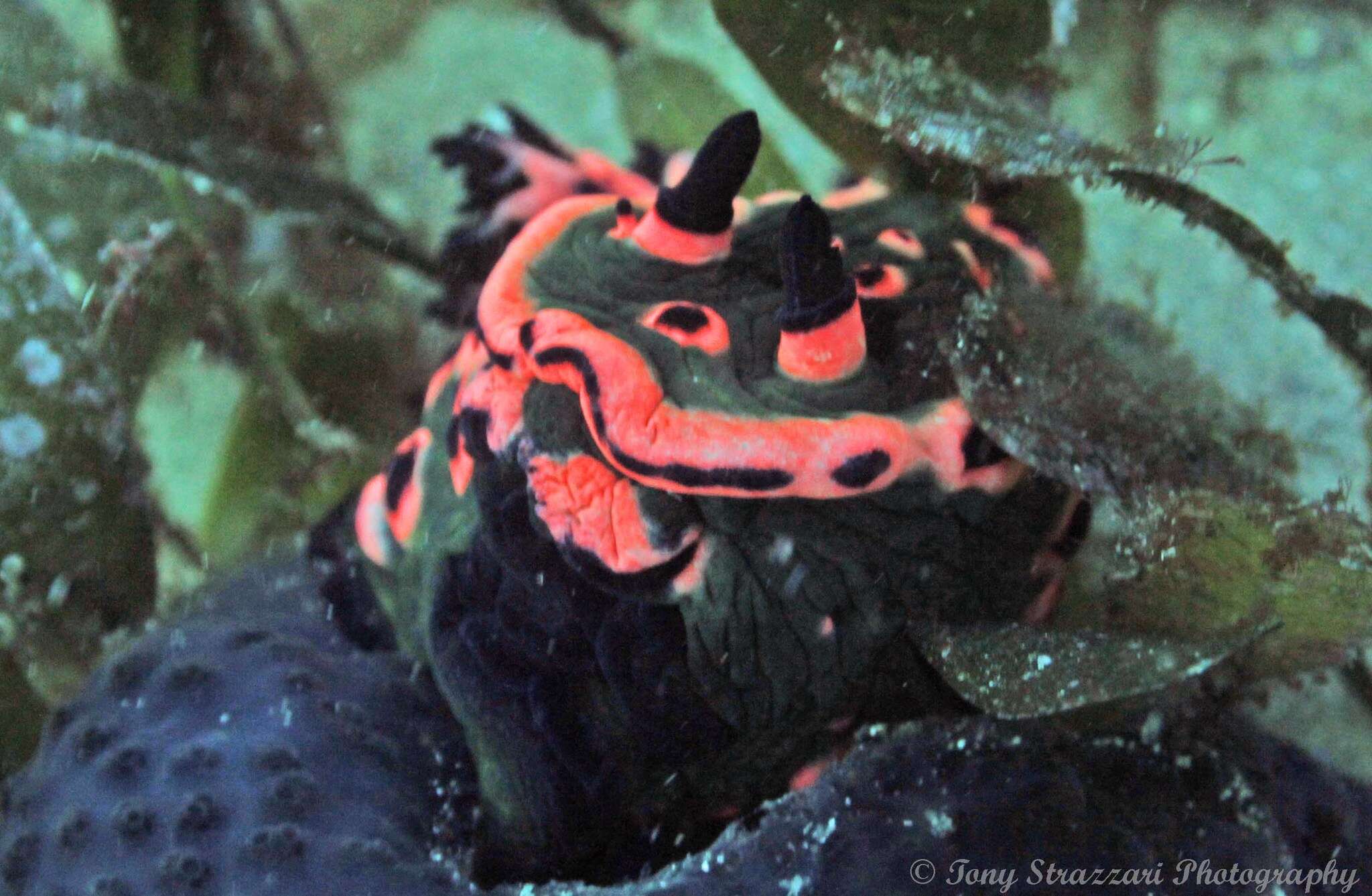 Image de Nembrotha rosannulata Pola, Cervera & Gosliner 2008