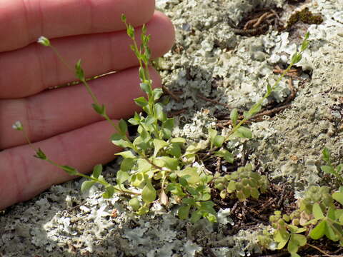 Image of hilly sandwort