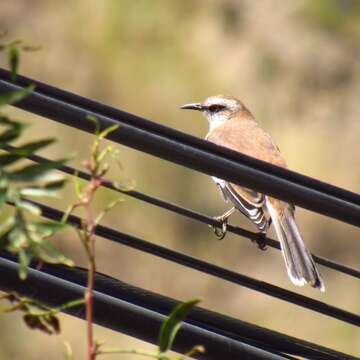 Image of Brown-backed Mockingbird