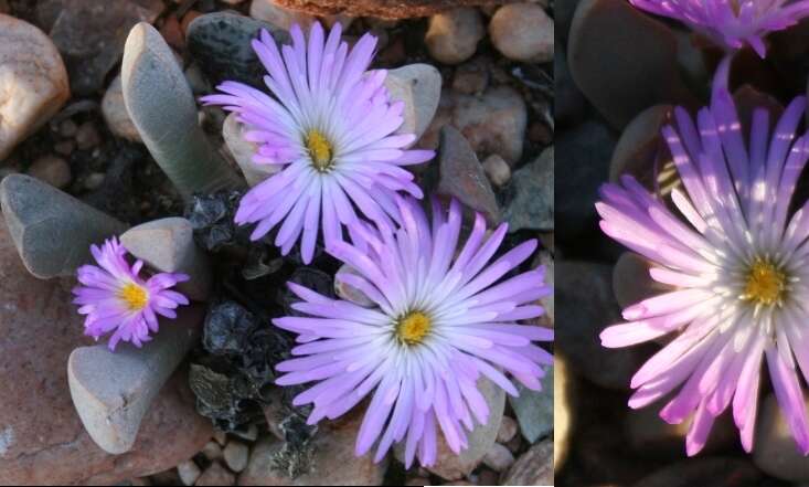 Plancia ëd Cerochlamys pachyphylla (L. Bol.) L. Bol.