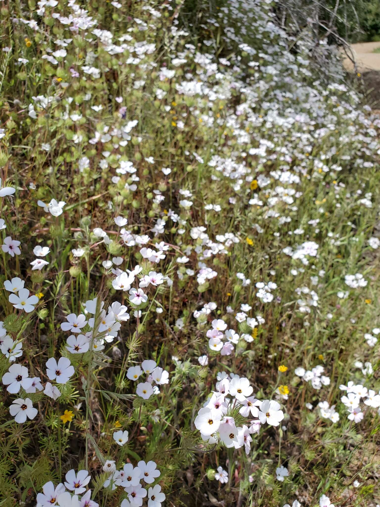 Image of mustang clover