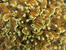 Image of Pagoda coral