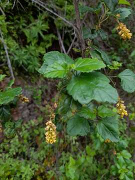 Image of Ribes punctatum Ruiz & Pav.