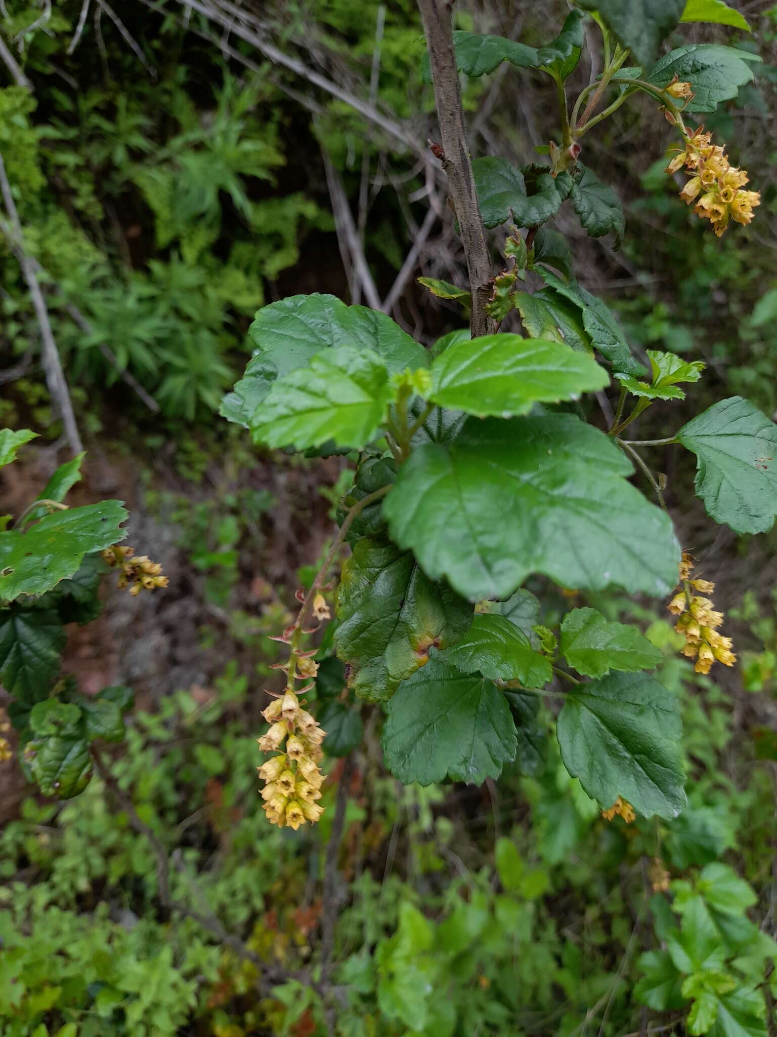 Image of Ribes punctatum Ruiz & Pav.