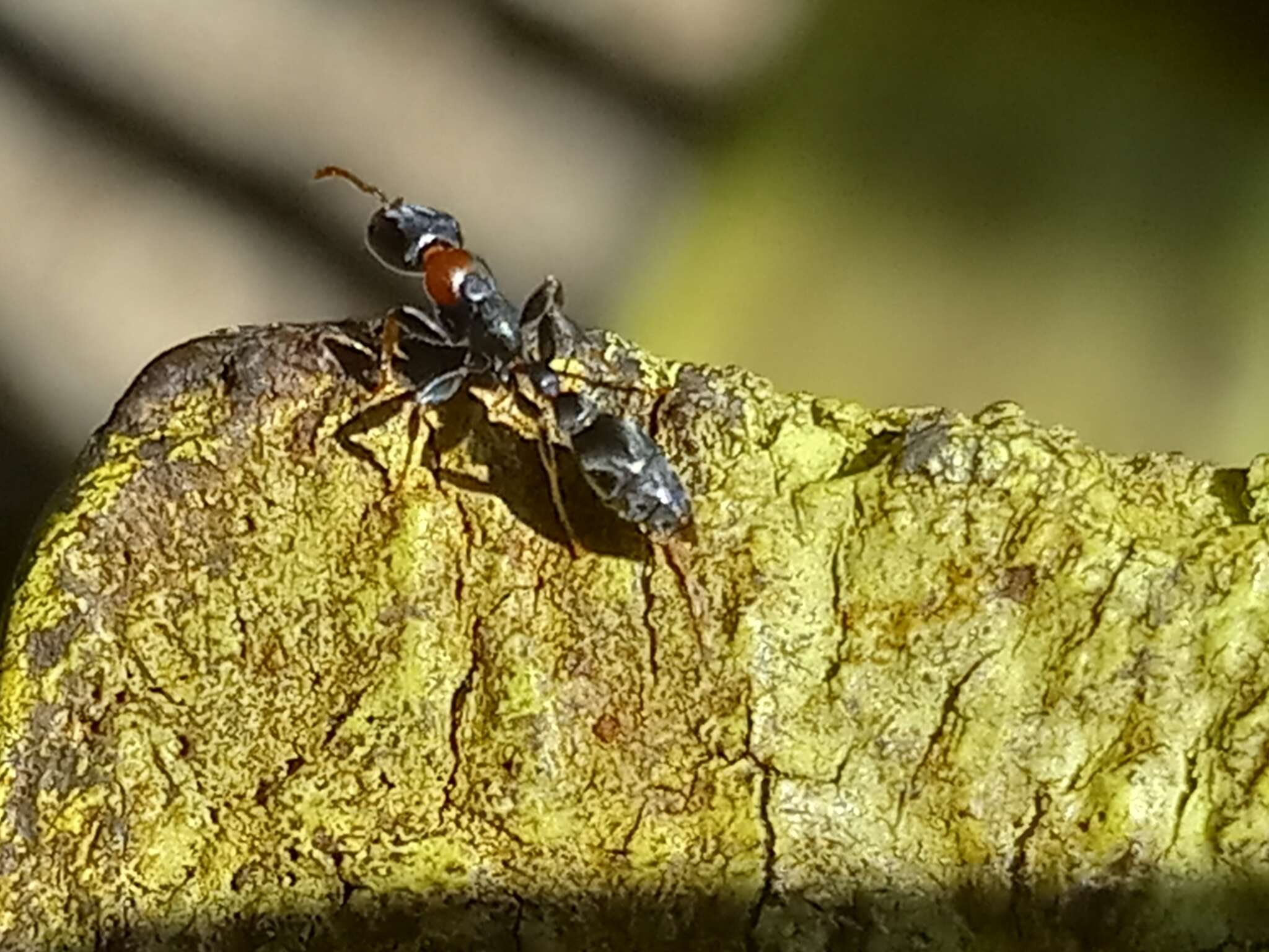 Image of Pseudomyrmex haytianus (Forel 1901)