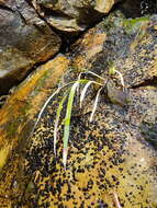 Image of Gladiolus aquamontanus Goldblatt