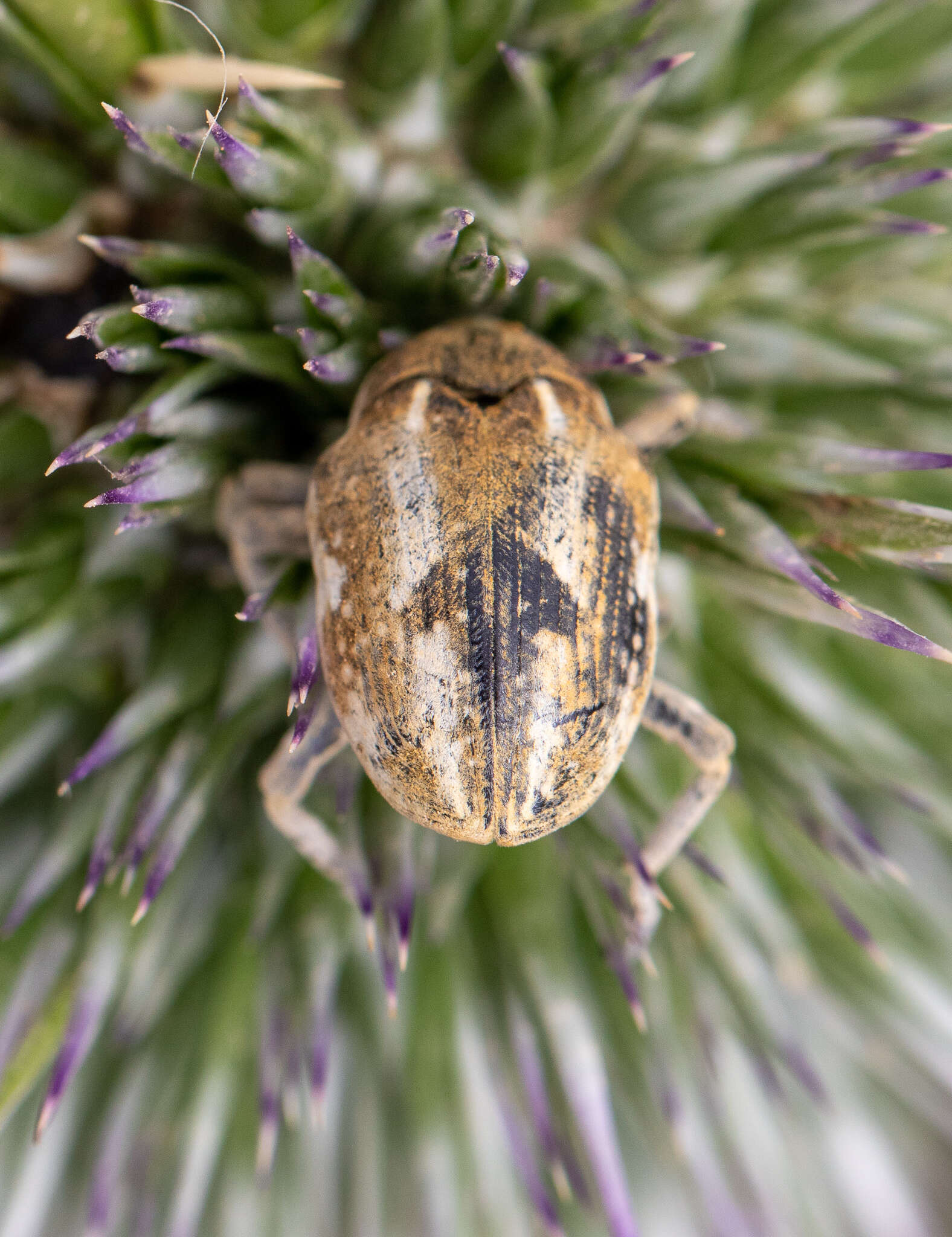 Larinus onopordi (Fabricius & J. C. 1787)的圖片