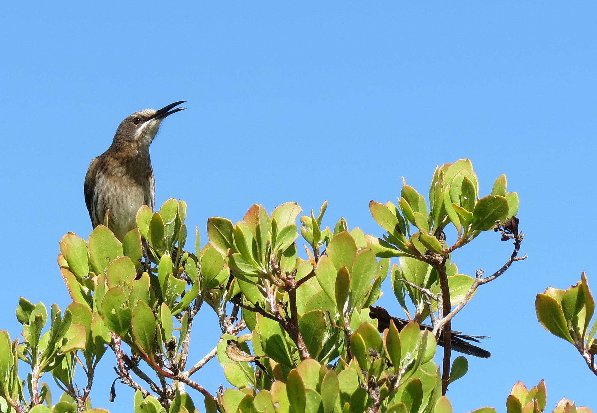 Image of Sugarbird