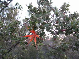 Image of Lambertia inermis R. Br.