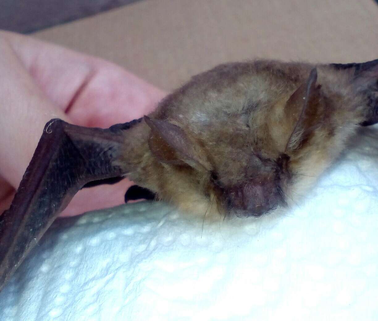 Myotis emarginatus (E. Geoffroy 1806) resmi