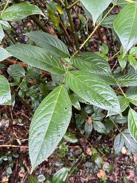 Image de Staphylea occidentalis subsp. occidentalis