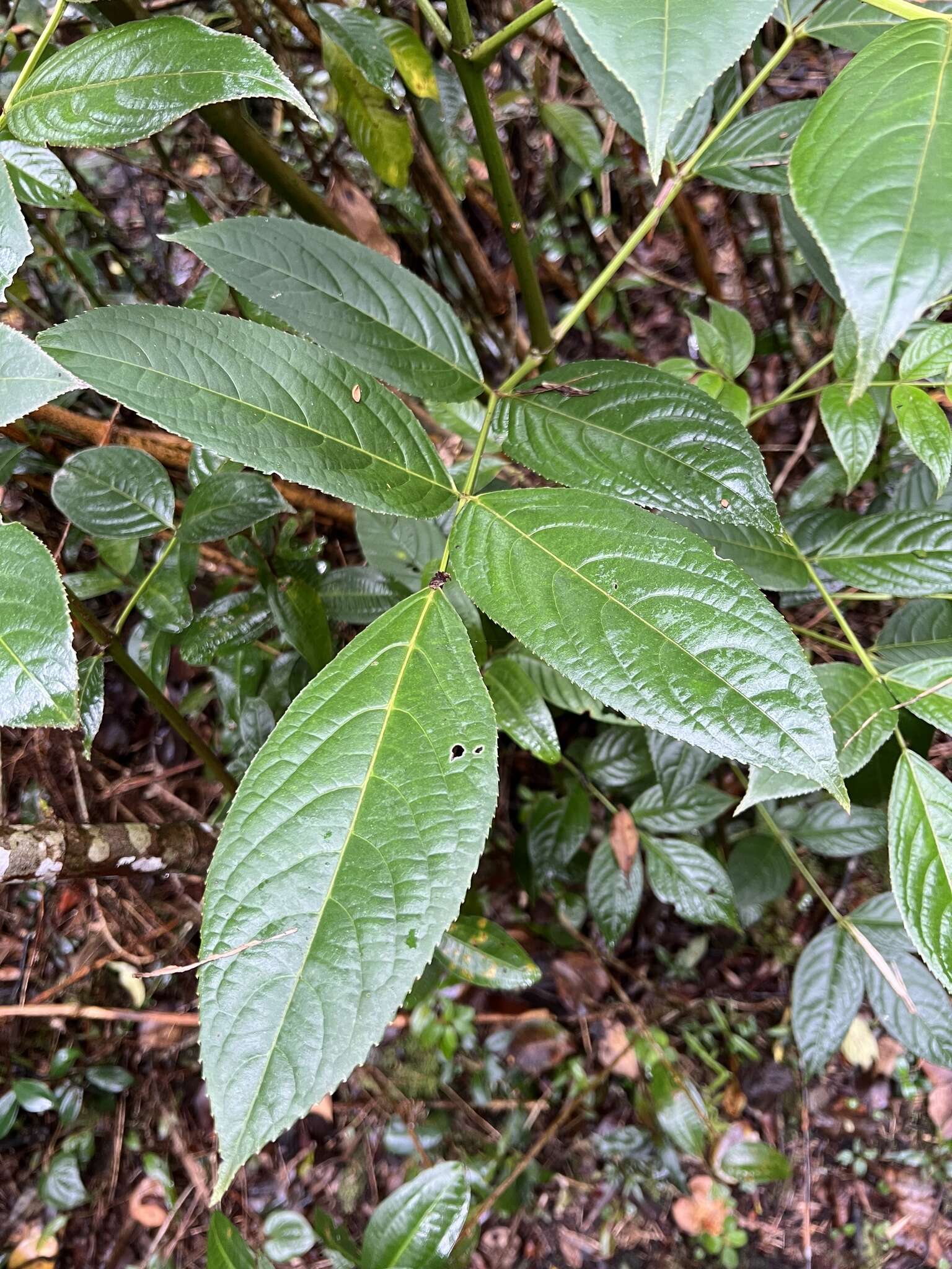 Image de Staphylea occidentalis subsp. occidentalis