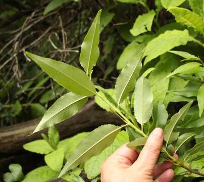 Image of African Almond