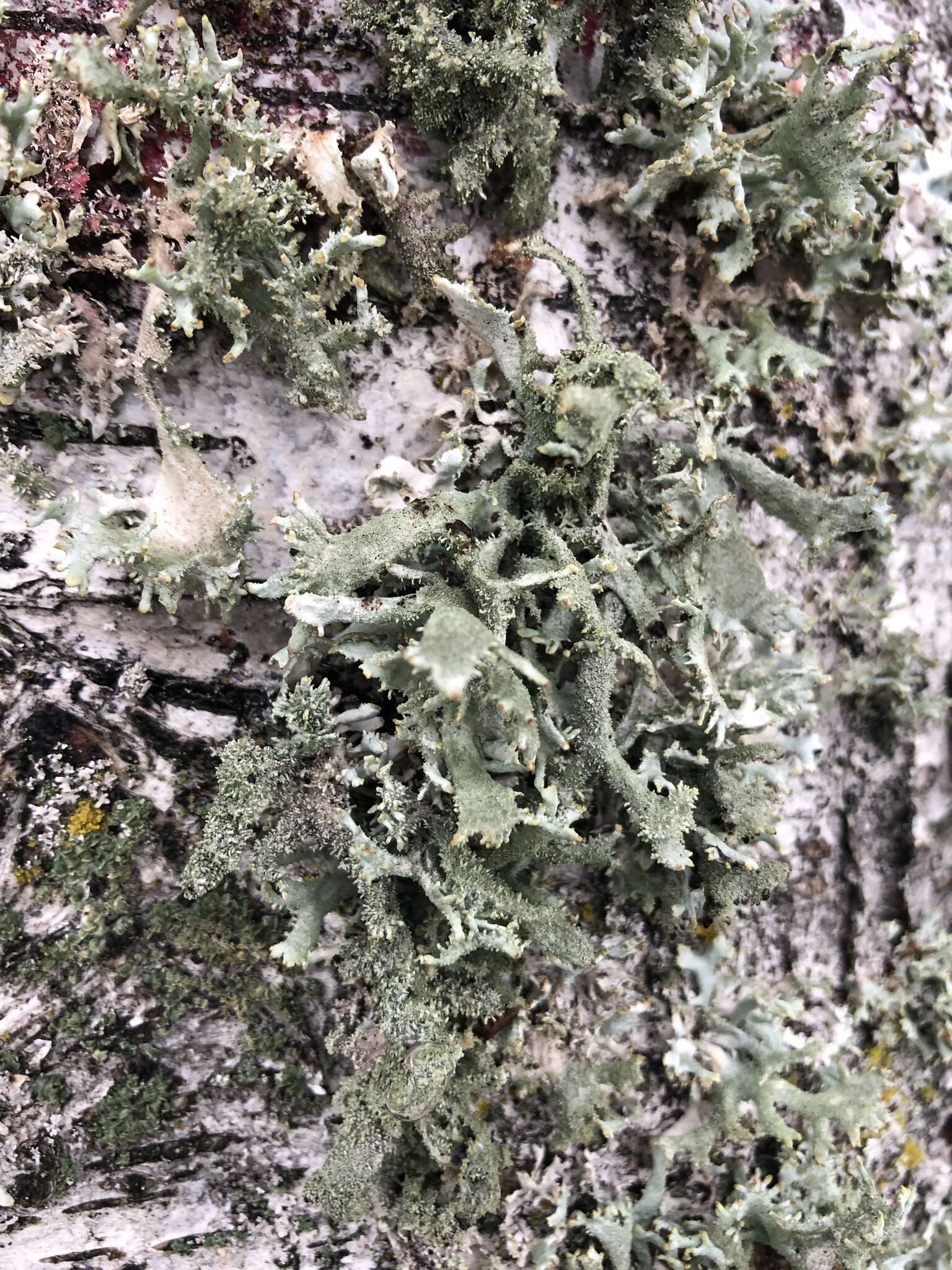 Image of light and dark lichen