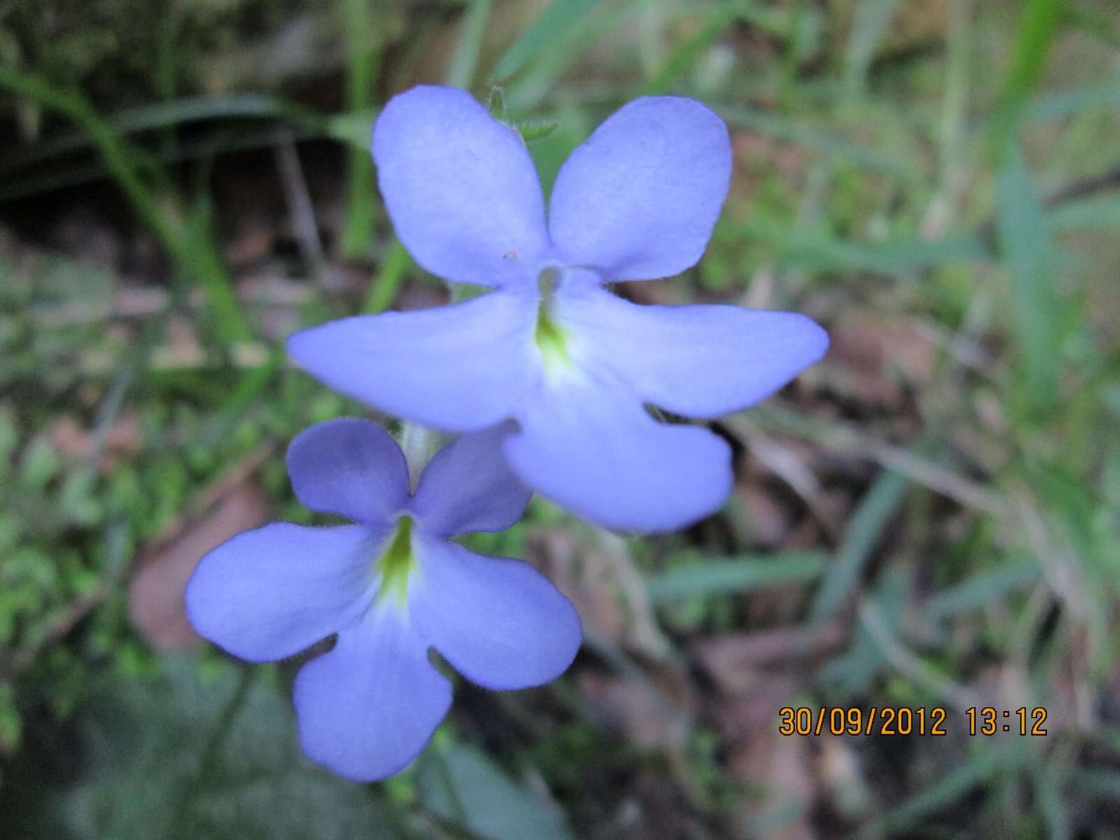 Streptocarpus polyanthus Hook. resmi