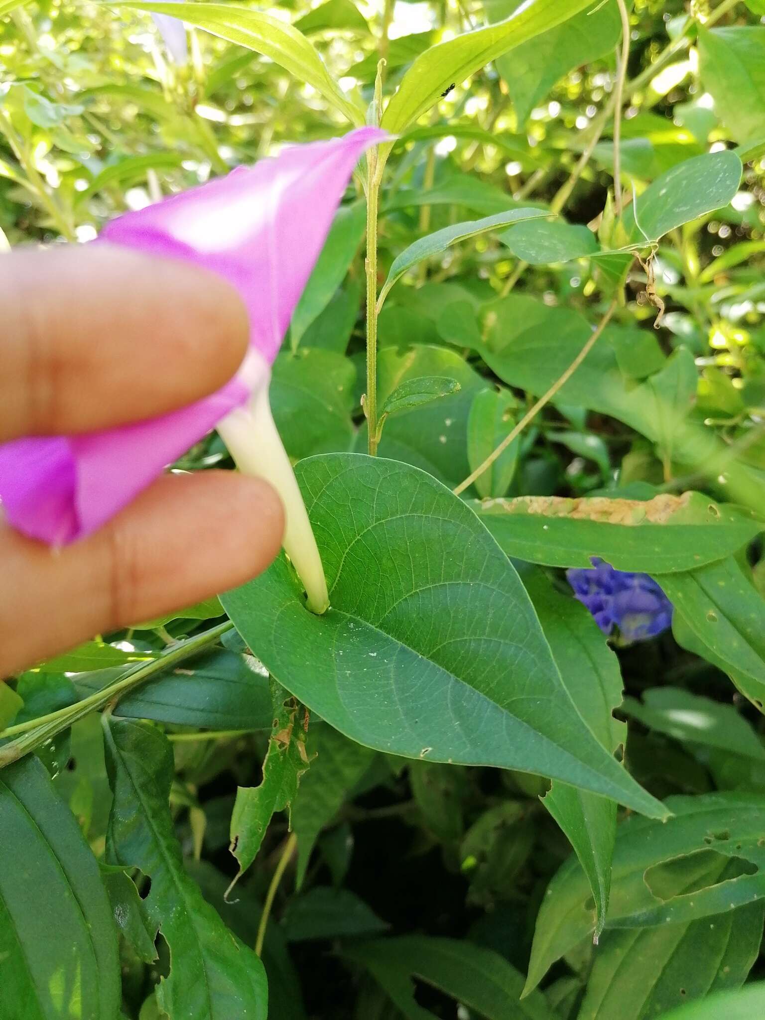 Image of Ipomoea dumosa (Benth.) L. O. Wms.