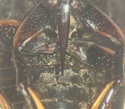 Слика од Tropisternus (Tropisternus) affinis Motschulsky 1859