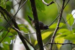 Image of Black-cheeked Ant Tanager