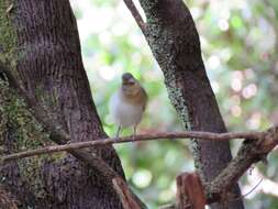 Image of La Palma Chaffinch