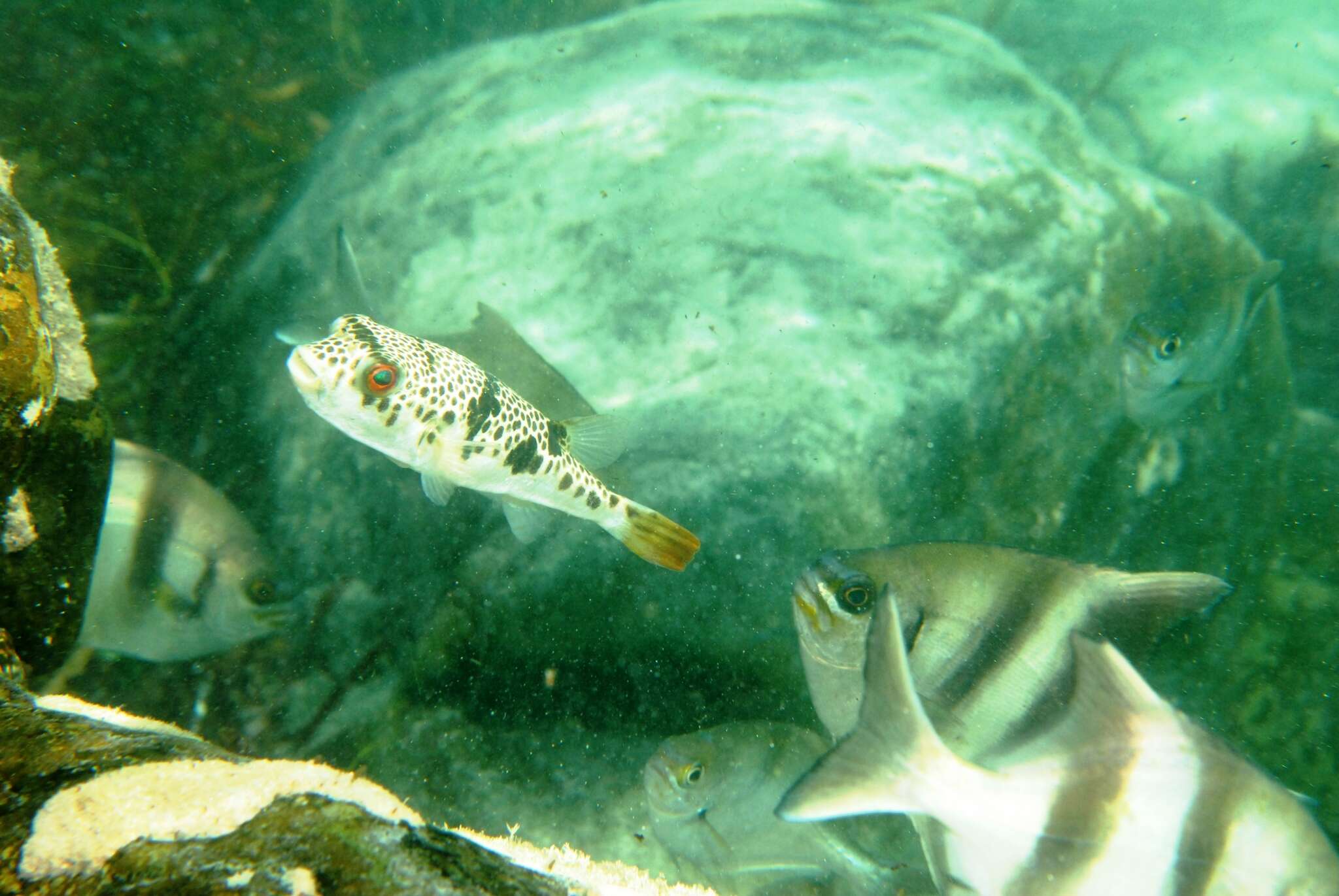 Image of Smooth Toadfish